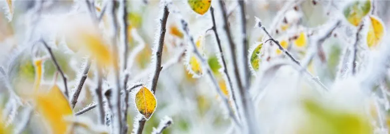 Up close view of fuzzy branches with a few yellow-green leaves