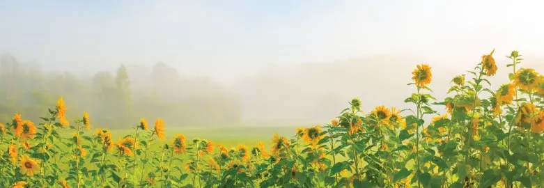 Row of sunflowers with a grass field behind it and a misty treeline in the background